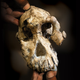MRD. Jennifer Taylor, courtesy of the Cleveland Museum of Natural History.